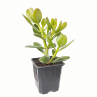 Arbol de jade (2 R)